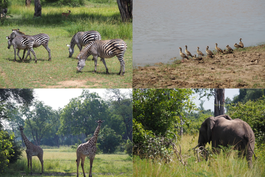 ザンビア サウスルアングア国立公園の野生生物