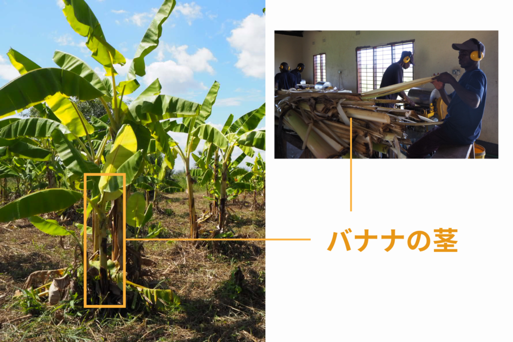 バナナペーパー工場 バナナの茎部分説明